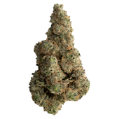 With Love From Scarborough