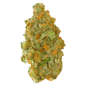 Golden Tangie (Golden Goat x Tangie)