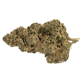 187 Kush (God Father OG x Killa Kush)