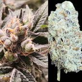 T8C Cherry Fire  3.5g