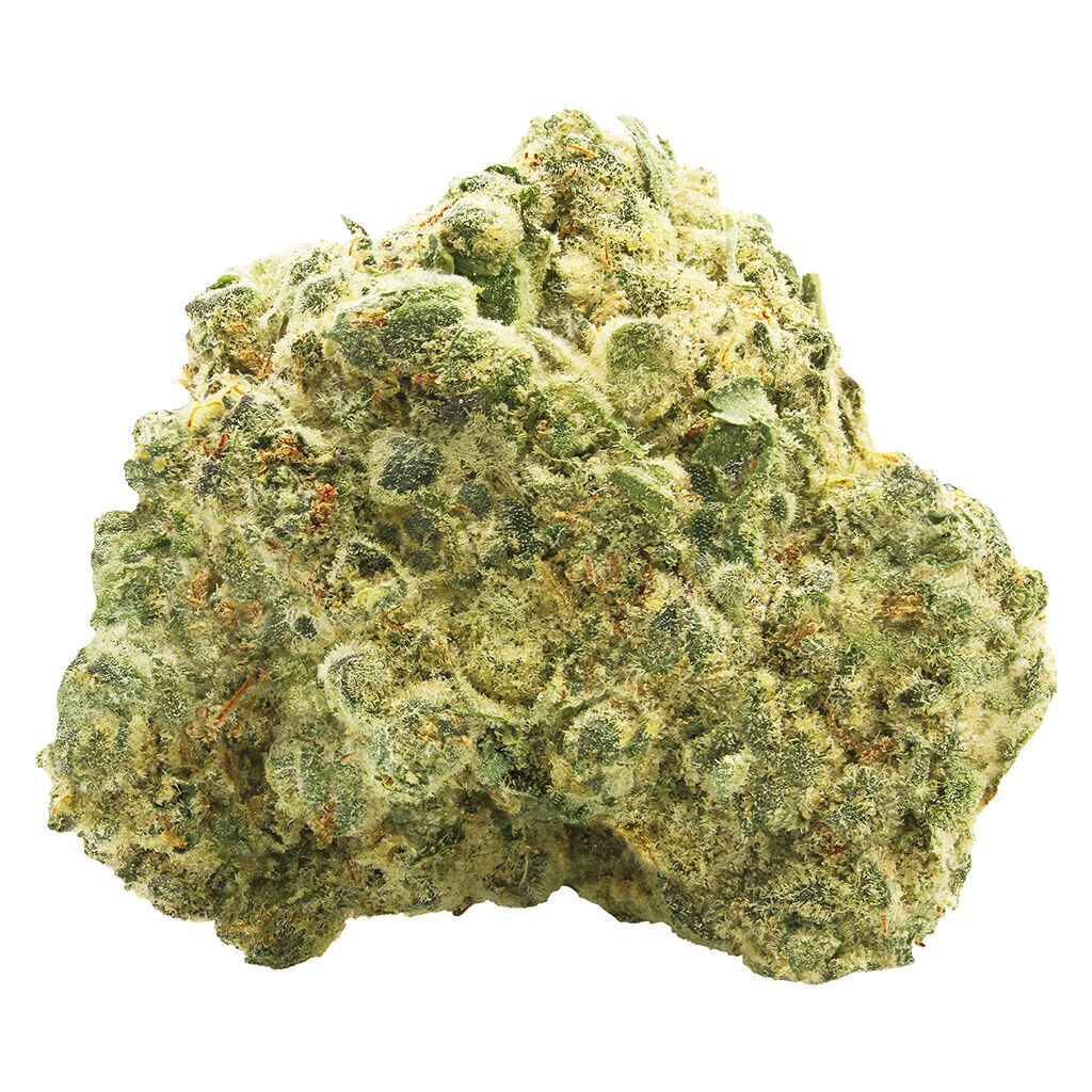 OG Kush (GMO #12 x SFV OG Kush)