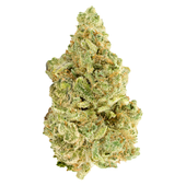 Versus - White Widow Versus - White Widow
