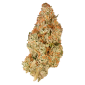 BC Organic Pink Drip (Skunk x Animal Mints)