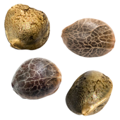 Mystery Mixed Pack Seeds (Autoflower)