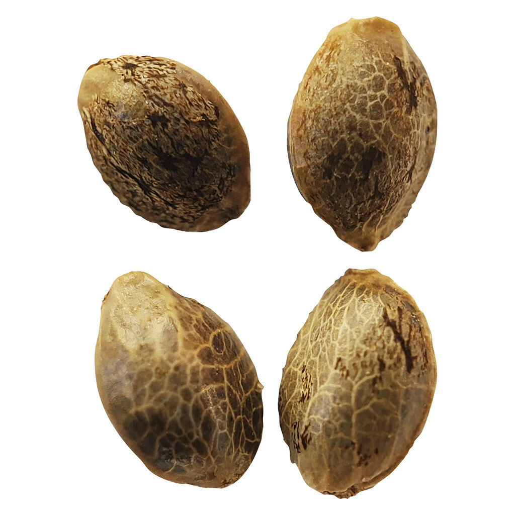 Lemon Sunshine (Lemon Haze x Lemon Cream) Auto Feminized Seeds