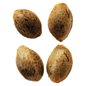 Lemon Sunshine (Lemon Haze x Lemon Cream) Feminized Seeds Lemon Sunshine (Lemon Haze x Lemon Cream) Feminized Seeds