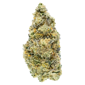 Dark Rainbow (GMO x Rainbow Belts F1)