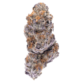 HOT ROD (Motor Breath x Grandpa's Breath)