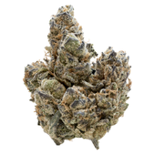 Florida Oranges (Orange Daiquiri x Triangle Kush)