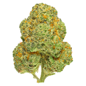 San Rafael Chemango Kush Dried Flower