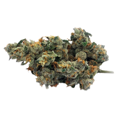 Bluenose Berry (Grape Pie x Jet Fuel Gelato) Bluenose Berry (Grape Pie x Jet Fuel Gelato)