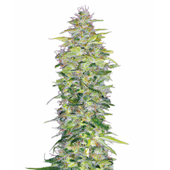 Northern Lights Seeds (Regular)