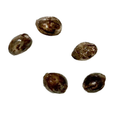 Exodus UK Cheese THC Seeds (Autoflower)