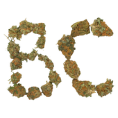 BC Indoor Sativa (Dutch Dragon)