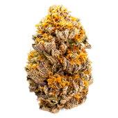 Mini Shinken (Zkittlez x Grand Blueberry Pie) Mini Shinken (Zkittlez x Grand Blueberry Pie)