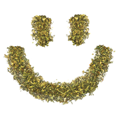 Joyride Sativa