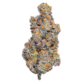 Reptilian Reserve- ICE CREAM CAKE
