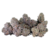Bubble Up (The Zoap x Deluxe) Bubble Up (The Zoap x Deluxe)