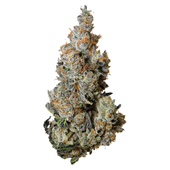 Tribal Triple Burger Dried Flower