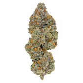 LSO Collection: Blueberry Vendetta