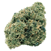 Northern OG Kush