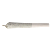 Pineapple Buds - Violet G*shers (hawaiian pineapple x gusherz) Craft Pre-Roll